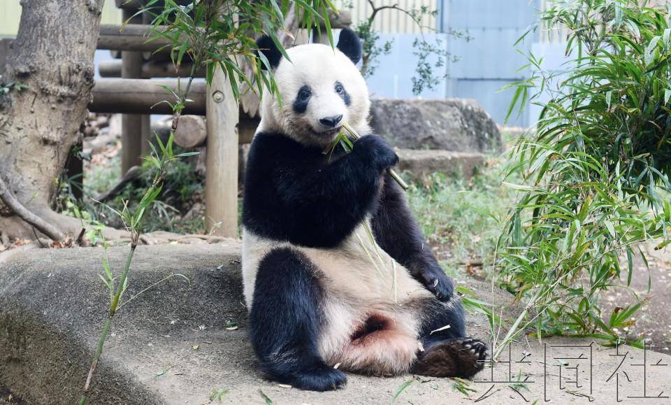 苹果版妖怪养成日记下载:侃天下|旅日大熊猫“香香”明日回国，“永明”父女随后还乡