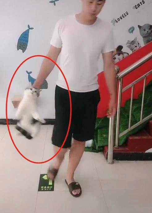 离家的猫苹果版:猫咪离家出走，被主人“提溜”了回来，猫：瞧我这一脸的惊恐！