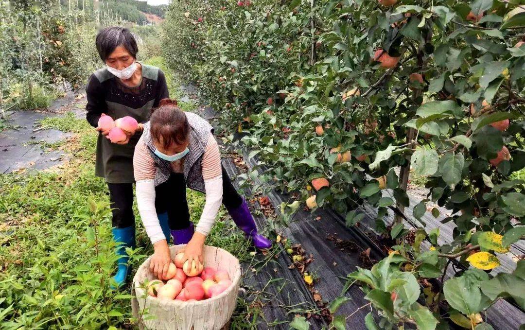 农场版小苹果疯狂的农场官网下载