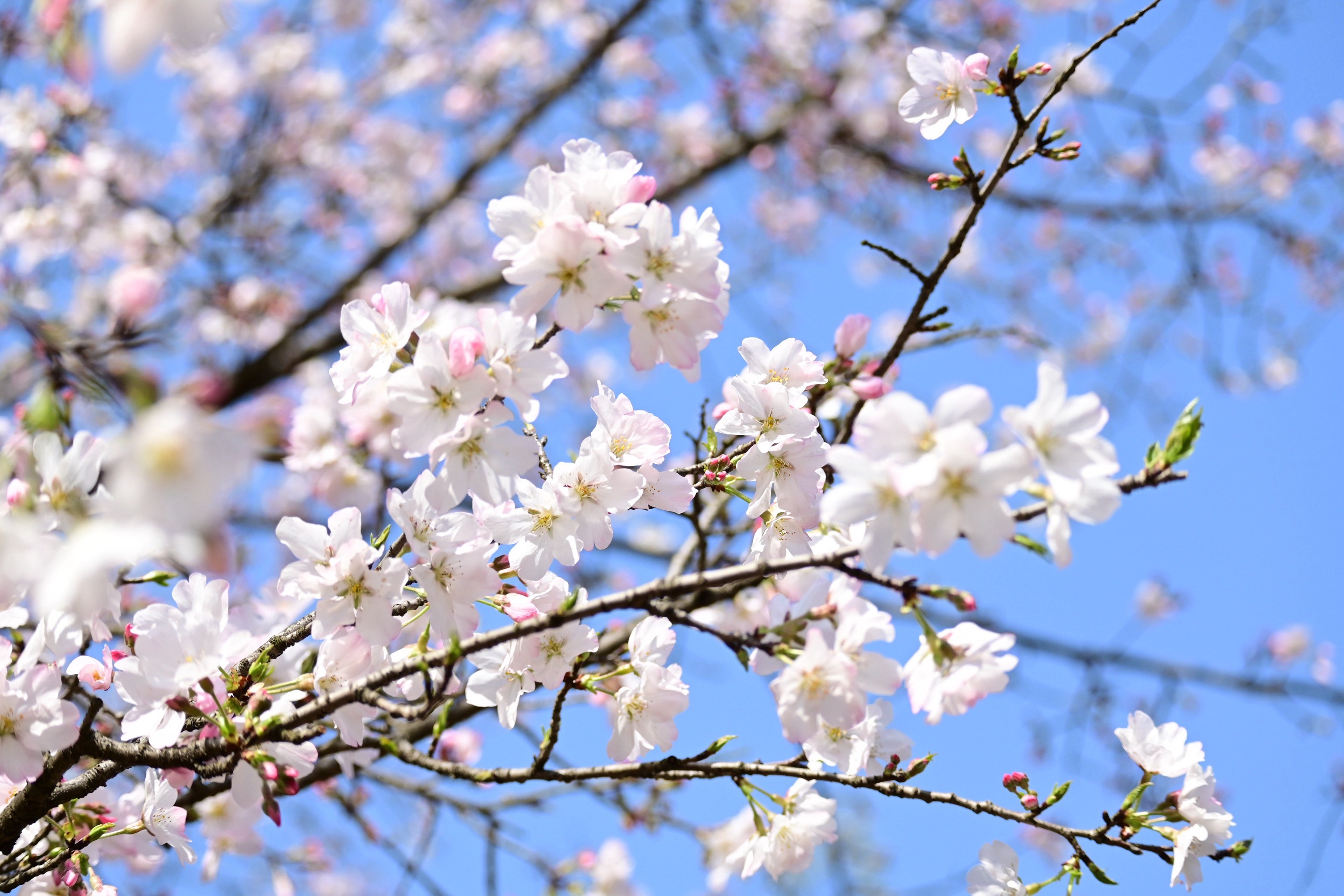 掌上西湖app苹果版爱思助手苹果版app下载
